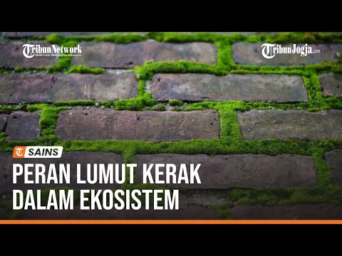 Video: Apa pentingnya lumut kerak di alam dan kehidupan manusia?