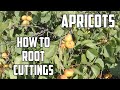 How to Apricot Cuttings - Fruit Tree Hunter!