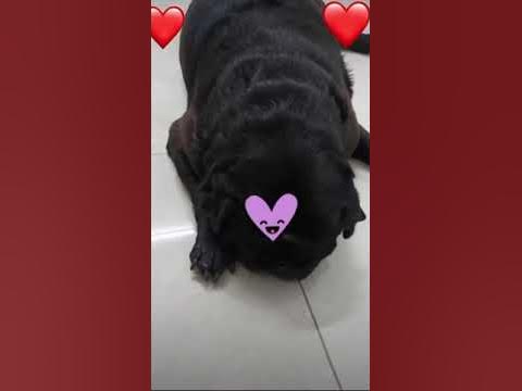 The Pug (Bebo) ️ #pug #doglover #dog #love #animals #puppy #play - YouTube