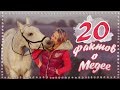 20 фактов о моей лошади