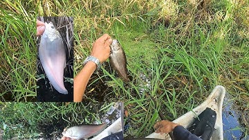 Thả câu cá thát lát trong rừng u minh cá dính gỡ mỏi tay luôn (phần 1)