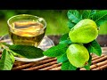 🍃Toma Té De HOJAS De GUAYABA y esto te pasará en el cuerpo -Nuevos BENEFICIOS #salud #lunacreciente