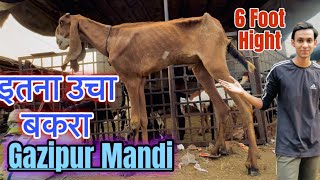 Gazipur Mandi  Update 2024 BakraEid special Itna Lamba Bakra🤯7 foot🦶#like #viral #vlog  #foryou.