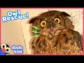 Can Rescuers Save This Owl From Being Tangled Up In Fishing Line? | Dodo Kids | Rescued!