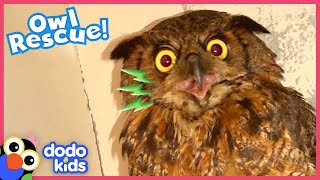 Can Rescuers Save This Owl From Being Tangled Up In Fishing Line? | Dodo Kids | Rescued!