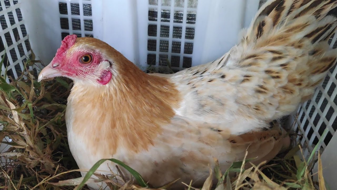 hens clucking loudly at rabbit - chicken laying eggs - YouTube