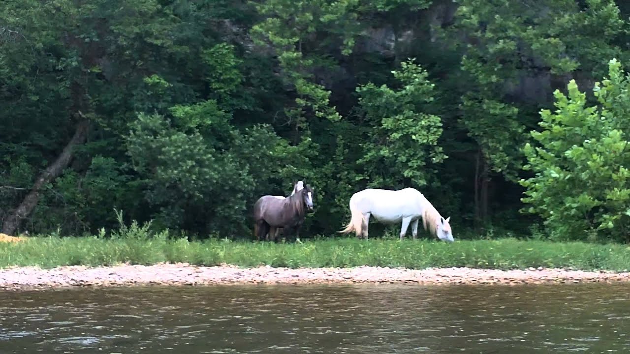 wild horses on Current River, MO YouTube