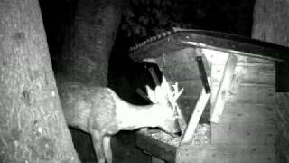 Cuddeback Attack IR