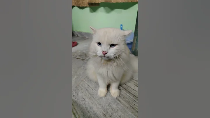 Video 11374361: persian cat sound, persian cat sound funny, persian cat funny animal, cat travel