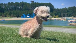 Rescued Lancaster County dog’s story inspires push for animal welfare change