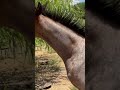 HE BROKE OUT 🤔 #shorts  #shorstvideo  #horses #horselover  #horse