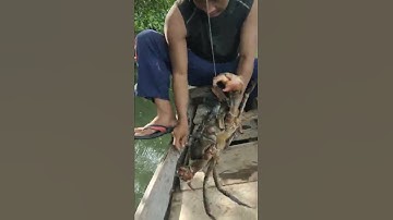 Mancing ikan dapat kepiting #shorts