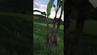 Solok nan indah 150525