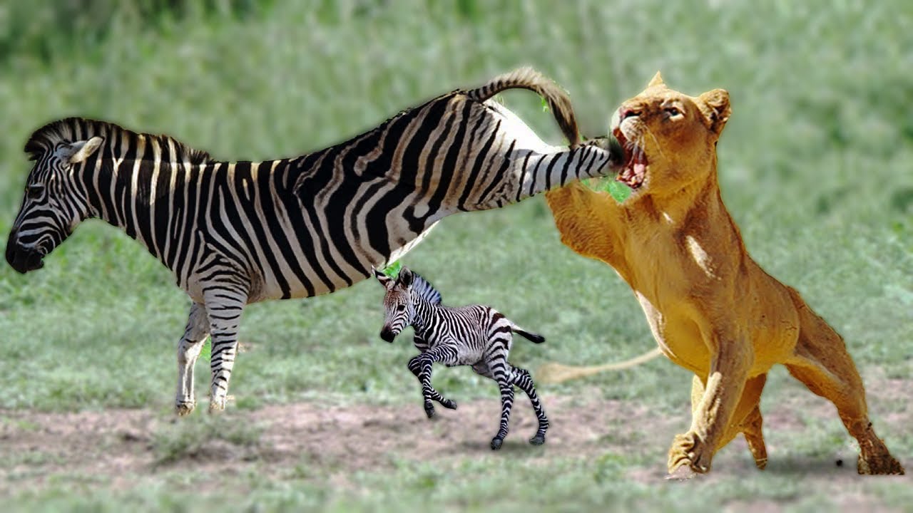 Mother Zebra Save Baby From Lion Attack YouTube