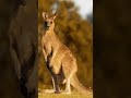Voice Of Kangaroo