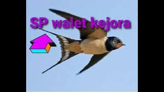 sp walet kejora sp walet birahi