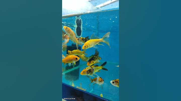 Pani muni Machha #fish #shorts #ytshots #youtubeshorts #trendingshorts #viralshort