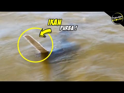 10 Ikan Purba Yang Bisa Bertahan Hidup Sampai Sekarang