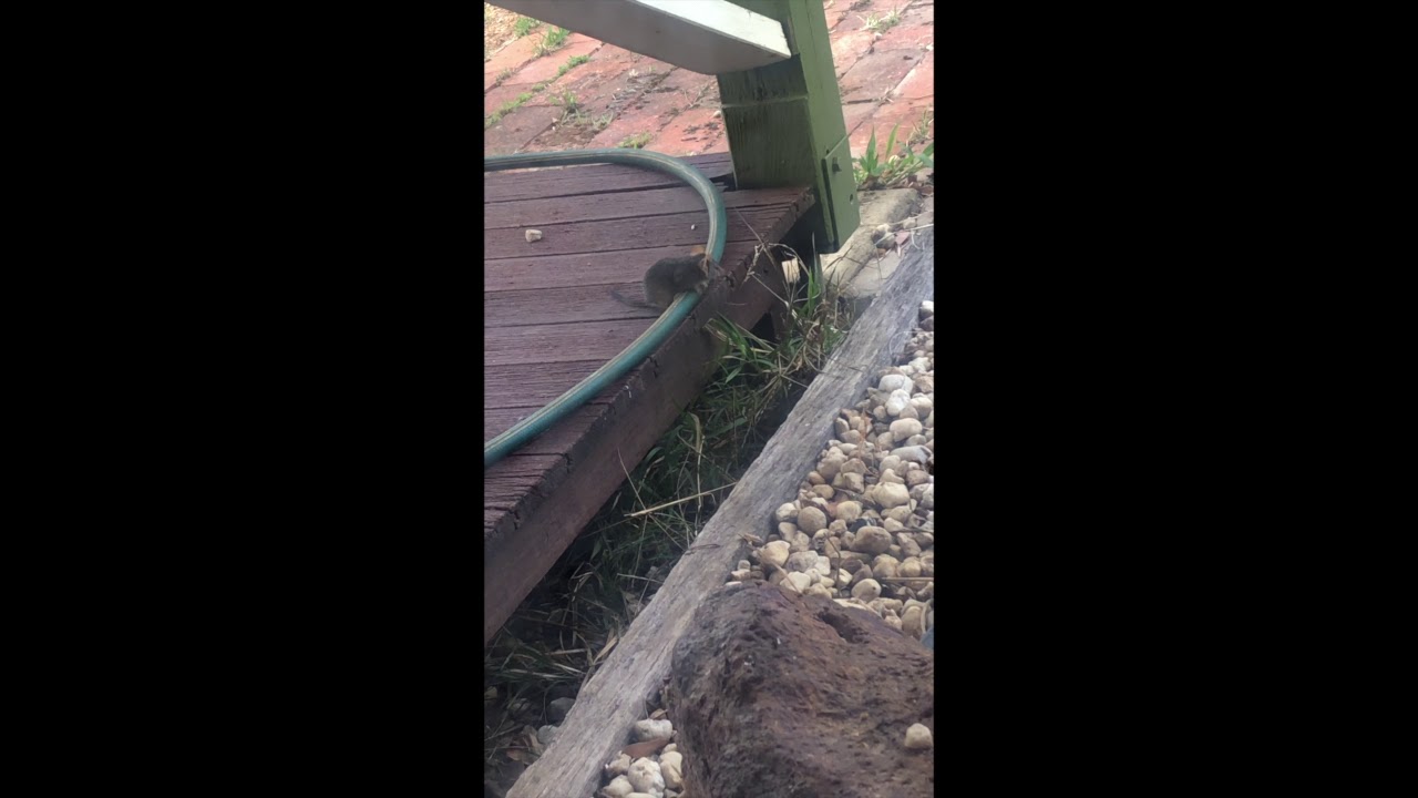 ANTECHINUS CHECKING THE VIEW