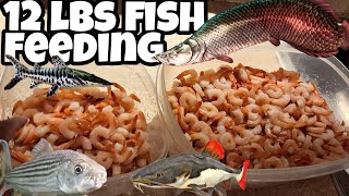 Feeding MONSTER FISH 12 lbs of shrimp at Ohio Fish Rescue