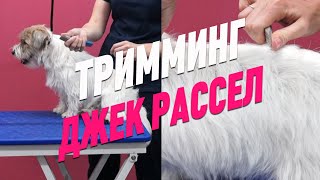 ТРИММИНГ / ЧТО НУЖНО ДЛЯ ТРИММИНГА ? / ДЖЕК РАССЕЛ ТЕРЬЕР / Эпизод МАСТЕРКЛАССА / GROOM SCHOOL