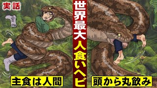 【実話】主食は人間…世界最悪の人食いヘビ。見つけたら…頭から一気に飲む。