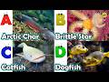 Cute ocean animals | ABC phonics animals | ABC Sea Animals song | English and Animals for Kids