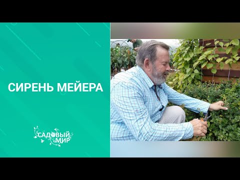 Видео: Компактная сирень Мейера: советы по выращиванию сирени Мейера