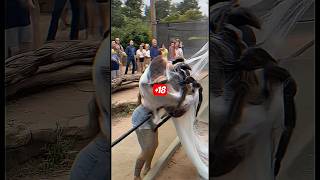 Giant Spider Attacks Woman In Shocking Ai-Generated Scene