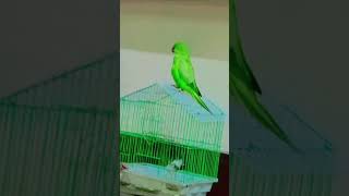 talking parrot clear a mittu❤️shorts