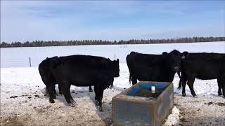Bred Solid Mouth Cows Information