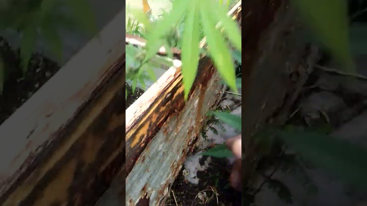 Bruce Banner Cannabis Crossed W/ AK47 Strain Flowering Results 👀✅