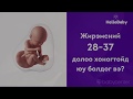 Жирэмсний 28 37долоо хоногтойд юу болдог вэ