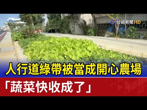 人行道綠帶被當成開心農場 「蔬菜快收成了」