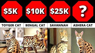 Comparison: Most Expensive Cat Breeds