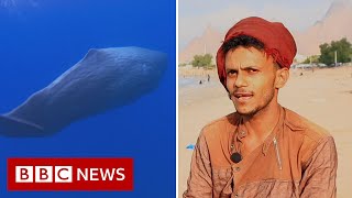 'We found an $1.5m ambergris fortune in a sperm whale's belly'  BBC News