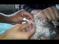 inseminasi buatan pada itik