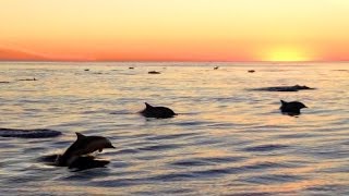 Hundreds of Dolphins at Sunset