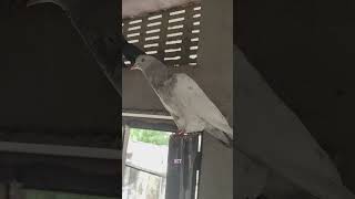 @kctkingpigeon567 #kpop #pigeon #bird #kabootar#pubg #podcast #pigeonbird #kabootar #kids#keşfet