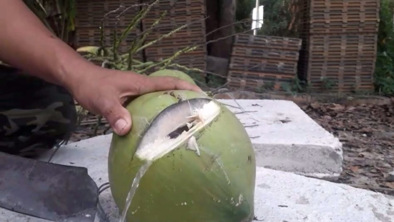 Air kelapa muda segar dari ladang 