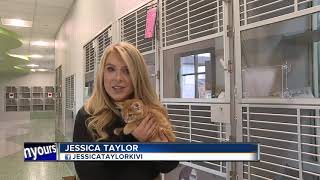 New Idaho Humane Society facility opens Tuesday