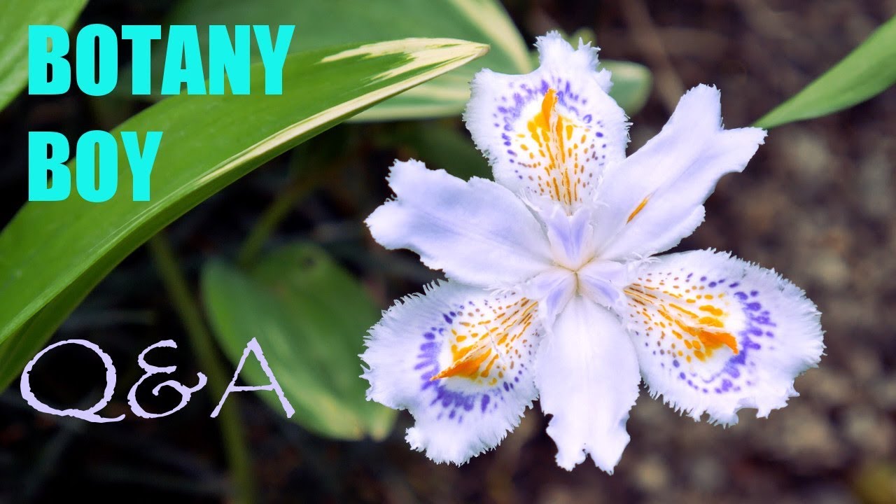 Bletilla striata, Orchid fertilizer, and Botany Boy Answers Q&A