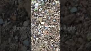 Diggin One Scoop For Every Follower I Have Day1 dig shovel fyp viral