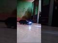 REMOTE CONTROL CAR @DREAMTOYSZ