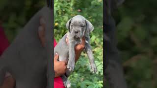 Blue Cane corso Available doglover dog dogs dogbreed youtube shorts @MALWABLOCK92.