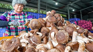 1500 kg per Day! Technological Mushroom Farming Factory / 黑早大菇 - Taiwan Food Factory