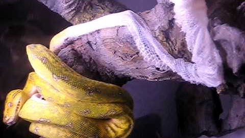 Green Tree Python Shedding
