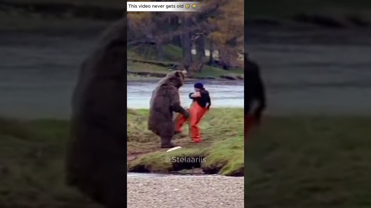 Its Kung Fu Bear. This never gets old 😂🤣 #funny #goofy #meme #bear #fight #kungfupanda