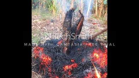 Cách làm cá lóc nướng rơm