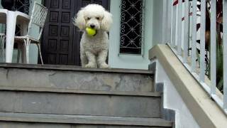 Cachorro poodle brinca com bola - Poodle playing with his ball - HD